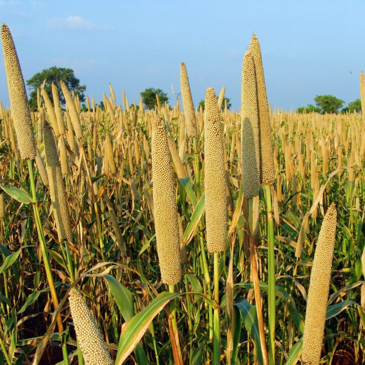 grass-plant-sky-field-barley-wheat-1413999-pxhere.com